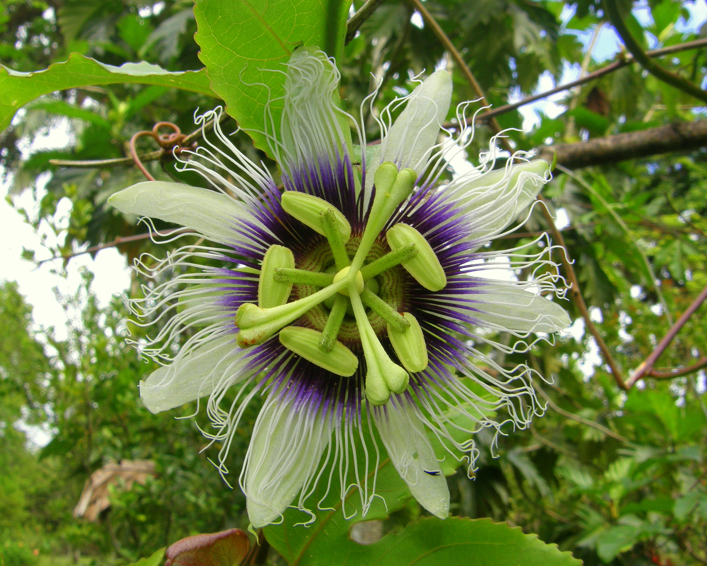 Passion Flower